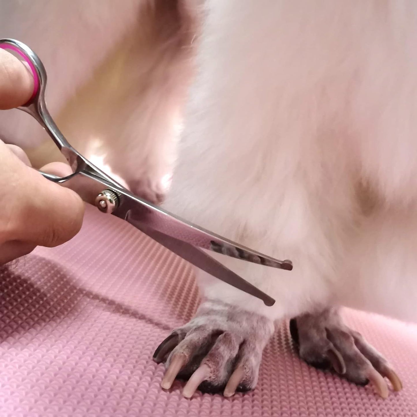 Tijeras de peluquería canina con puntas redondas de seguridad, kit profesional de peluquería canina de acero inoxidable, tijeras curvas de adelgazamiento y peine para perros, gatos y mascotas